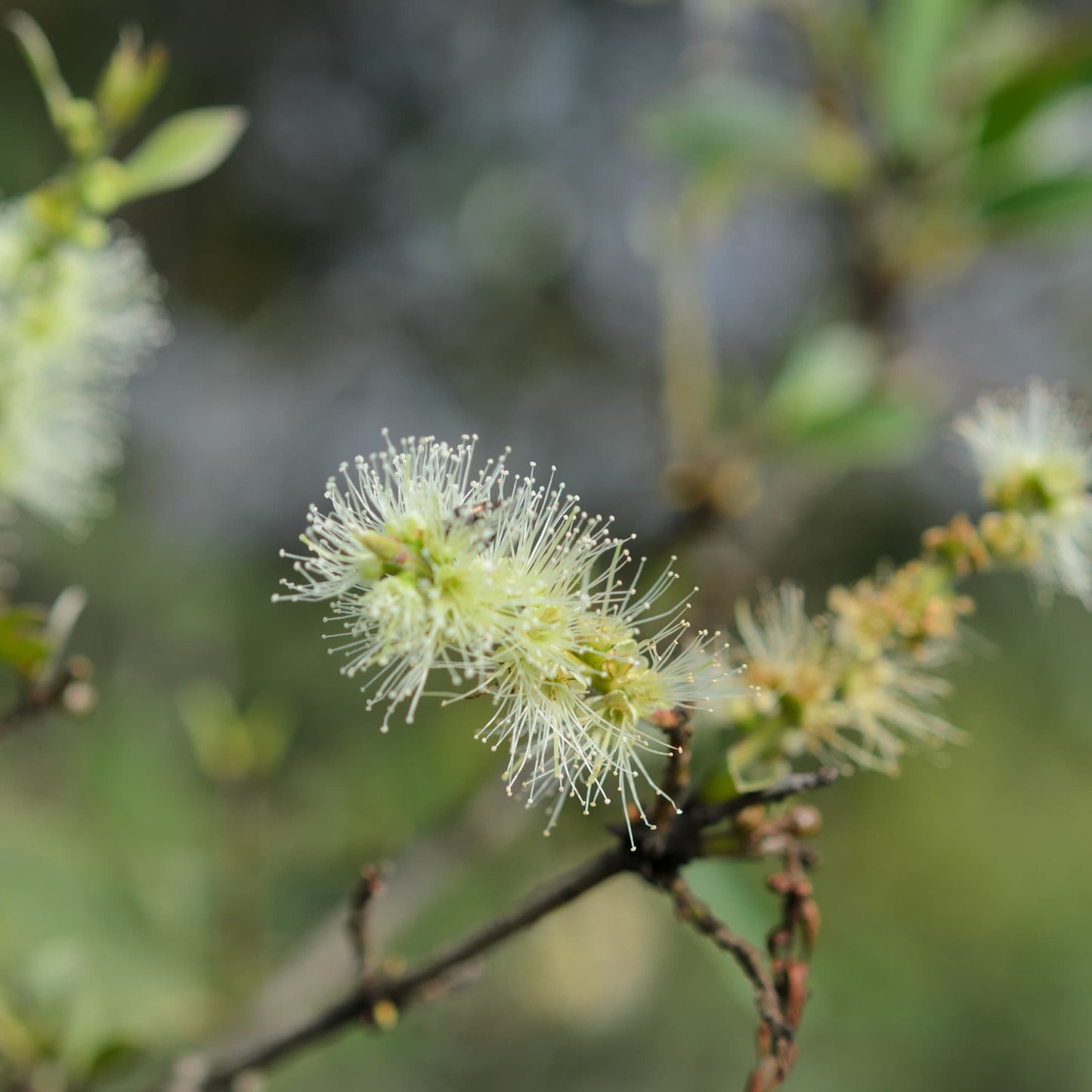 Chi Tea tree